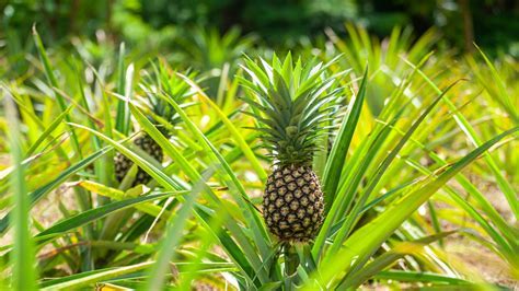 How to Open a Paint Can and Why Pineapples Don't Belong in Pizza