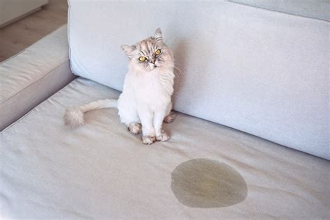 How to Stop Cats from Peeing on Furniture: Why Do They Think Your Couch Is a Litter Box?